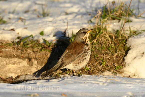 Kramsvogel; Fieldfare; Turdus pilaris