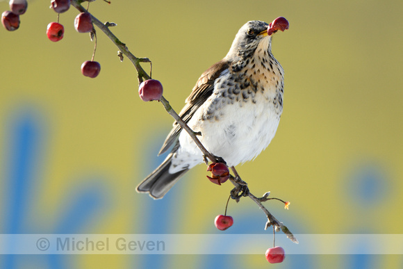 Kramsvogel; Fieldfare; Turdus pilaris