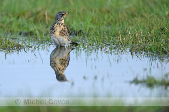 Kramsvogel; Fieldfare; Turdus pilaris