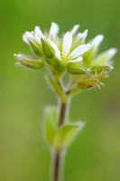 Kluwenhoornbloem -  Sticky Mouse-ear -  Cerastium glomeratum