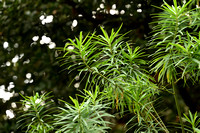 Euphorbia melifera