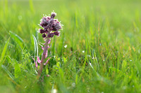 Groot hoefblad; Butterbur; Petasites hybridus