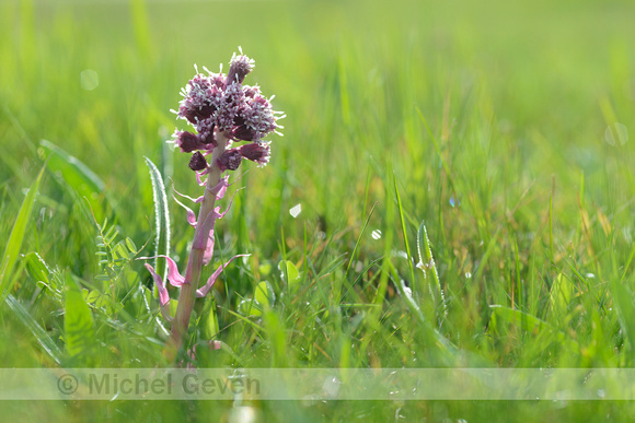 Groot hoefblad; Butterbur; Petasites hybridus