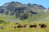 Koeien in de Alpen; Alpine Cows