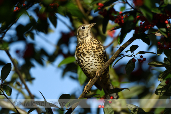 Grote Lijster; Mistle Thrush; Turdus viscivorus