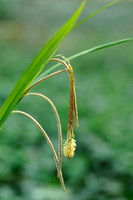 Hangende Zegge - Pendulous Sedge - Carex pendula;