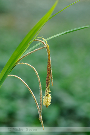 Hangende Zegge; Pendulous Sedge; Carex pendula;