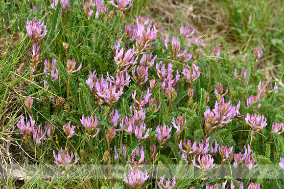 Astragalus onobrychis