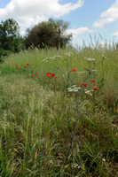 Dolle Kervel; Rough Chervil; Chaerophyllum temulum