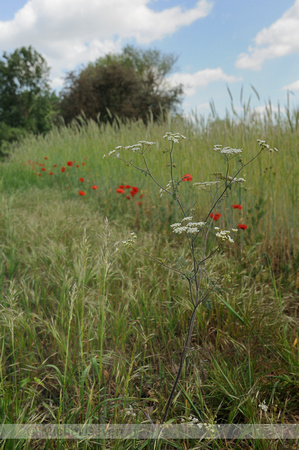 Dolle Kervel; Rough Chervil; Chaerophyllum temulum