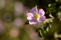 Kleinbloemige Roos - Small-flowered Sweet-Briar - Rosa micrantha