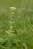 Kluwenhoornbloem; Sticky Mouse-ear; Cerastium glomeratum