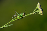 Nimf Sabelsprinkhaan; Nymph Bush Cricket