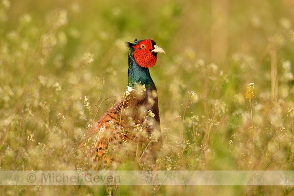 Fazant; European Pheasant; Phasianus colchicus