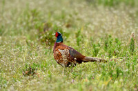 Fazant; European Pheasant; Phasianus colchicus