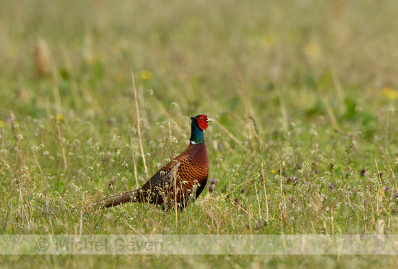 Fazant; European Pheasant; Phasianus colchicus