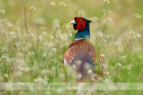 Fazant; European Pheasant; Phasianus colchicus