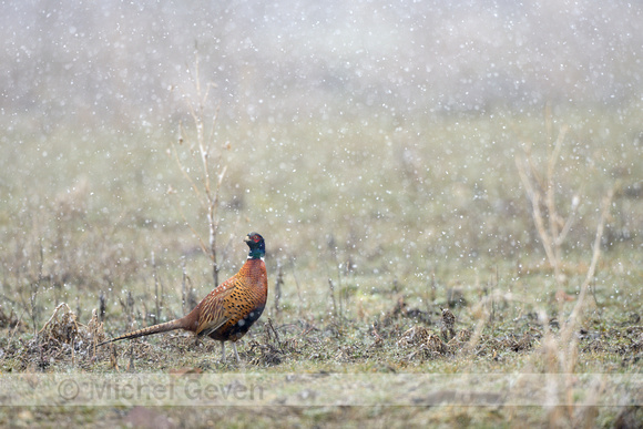 Fazant; Pheasant; Phasianus colchicus;