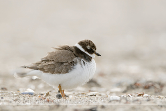 Bontbekplevier; Ringed Plover; Charadrius hiaticula