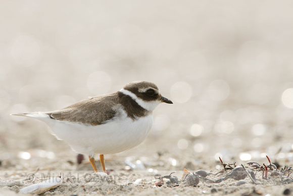 Bontbekplevier; Ringed Plover;  Charadrius hiaticula