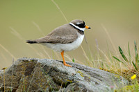 Bontbekplevier; Ringed Plover; Charadrius hiaticula