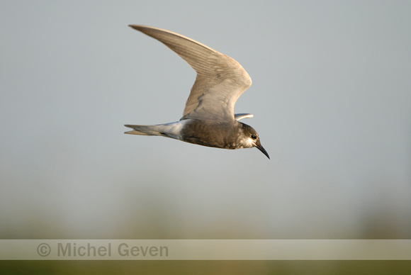 Zwarte Stern; Black Tern; Chlidonias niger