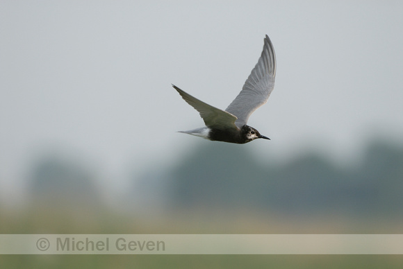 Zwarte Stern; Black Tern; Chlidonias niger