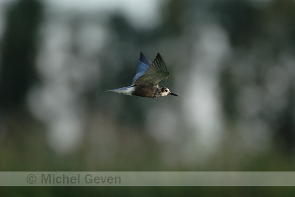 Zwarte Stern; Black Tern; Chlidonias niger