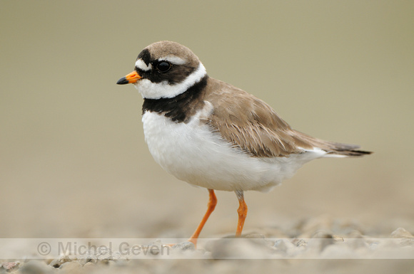 Bontbekplevier; Ringed Plover; Charadrius hiaticula