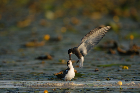 Zwarte Stern; Black Tern; Chlidonias niger