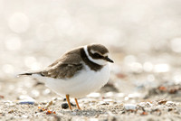 Bontbekplevier; Ringed Plover; Charadrius hiaticula