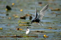 Zwarte Stern; Black Tern; Chlidonias niger
