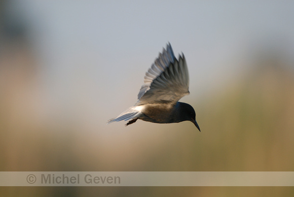 Zwarte Stern; Black Tern; Chlidonias niger