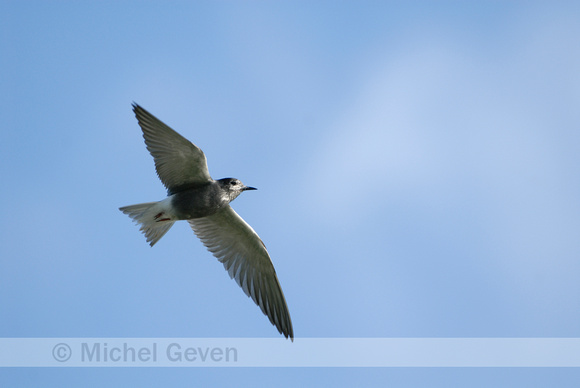 Zwarte Stern; Black Tern; Chlidonias niger