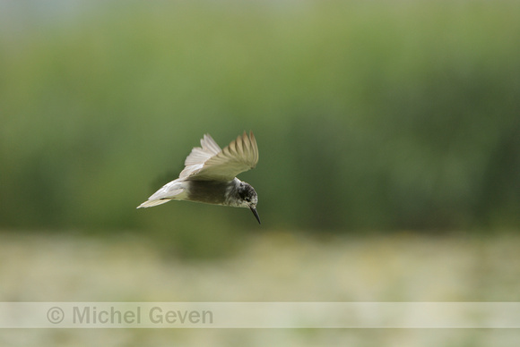 Zwarte Stern; Black Tern; Chlidonias niger