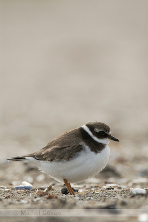 Bontbekplevier; Ringed Plover; Charadrius hiaticula