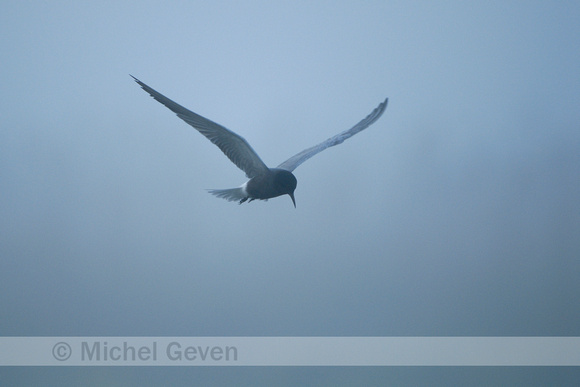 Zwarte Stern; Chlidonias niger; Black Tern