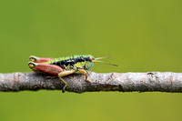 Piedmont Mountain Grasshopper; Epipodisma pedemontana