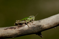 Piëmont-bergsprinkhaan - Piedmont Mountain Grasshopper - Epipodisma pedemontana