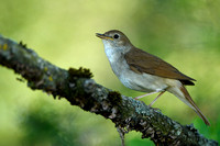 Nachtegaal; Common Nightingale; Luscinia megarhynchos