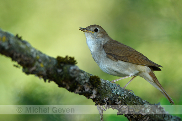 Nachtegaal; Common Nightingale; Luscinia megarhynchos