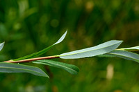 Tweekleurige wilg - Salix bicolor