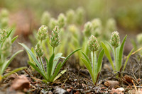 Silky Plantain; Plantago bellardii