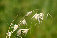 Oot; Wild Oat; Avena fatua