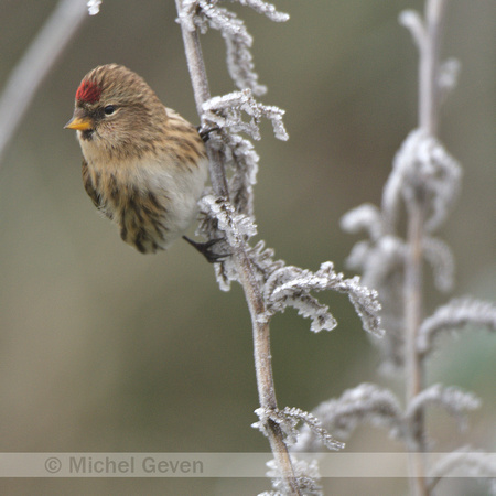 Barmsijs; Common Redpoll; Acanthis flammea