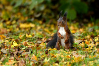 Rode eekhoorn - Red Squirrel - Sciurus vulgaris