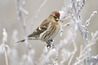 Barmsijs; Common Redpoll; Acanthis flammea