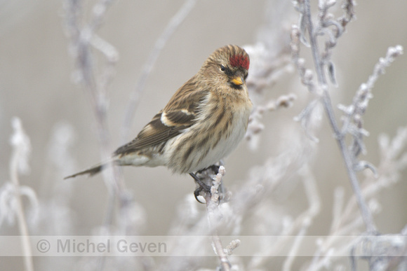 Barmsijs; Common Redpoll; Acanthis flammea