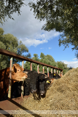 Etende koeien; feeding cows