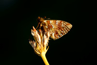 Bergparelmoervlinder; Mountain fritillary; Boloria napaea